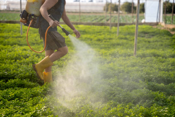 Best Wasp Removal Services  in Dandridge, TN