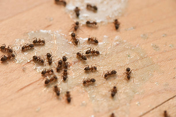Reliable Dandridge, TN Pest Control Solutions
